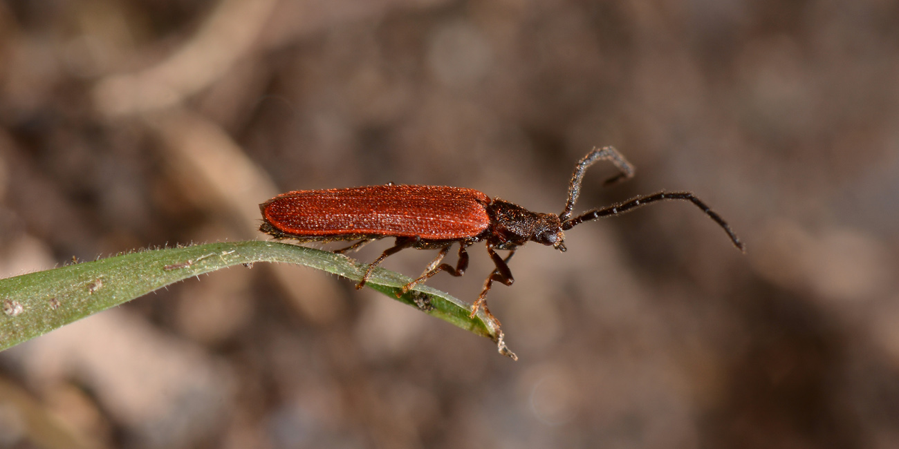 Omalisus taurinensis  (Omalisidae)